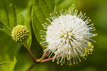 knopbusk - amerikansk knapbusk - cephalanthus occidentalis