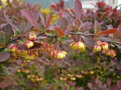 Berberis hæk purpur med flotte blomster
