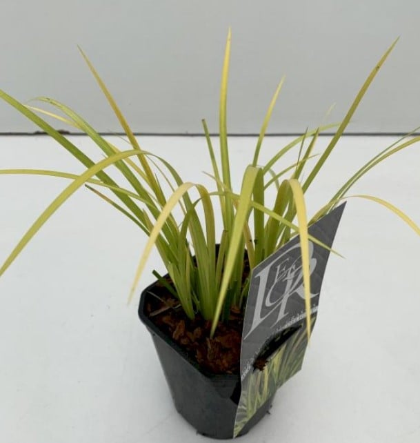 Kalmus 'Golden Delight' - Potte 1 liter