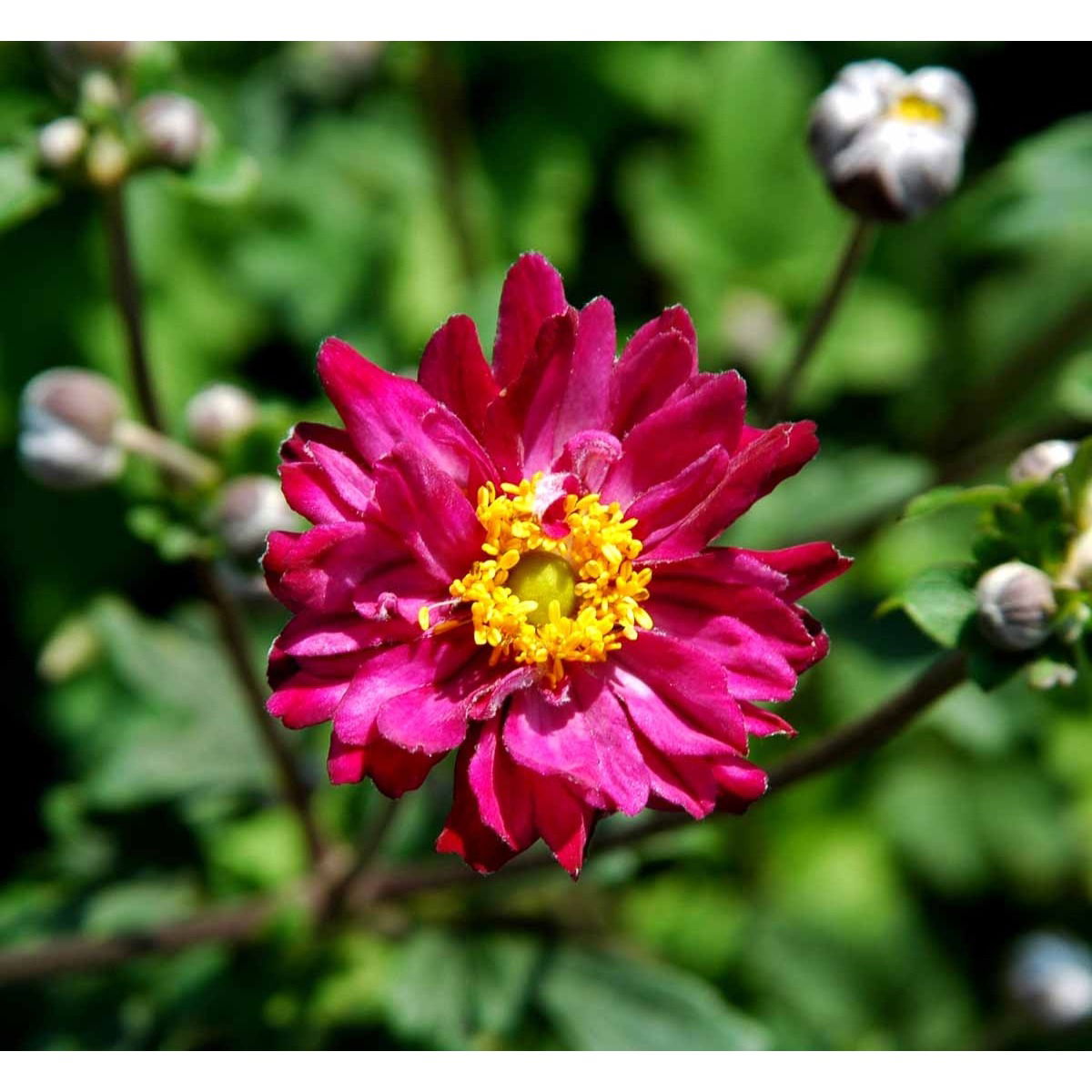 Høstanemone &apos;Pamina&apos;