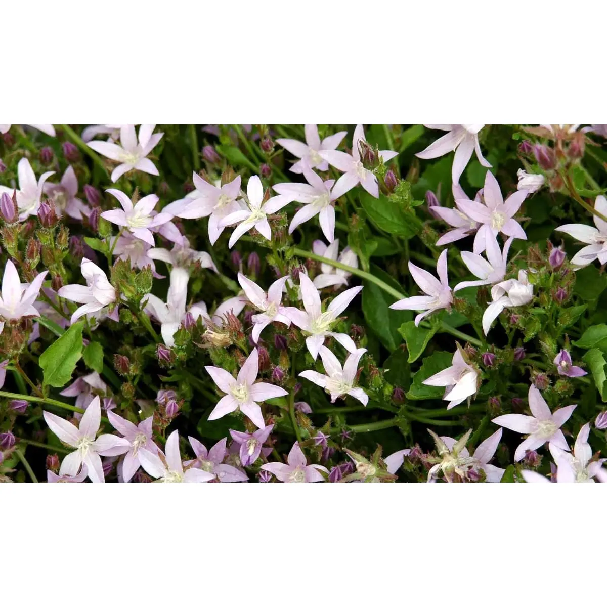 Stjerneklokke 'Lisduggan Variety' - Potte 1 liter