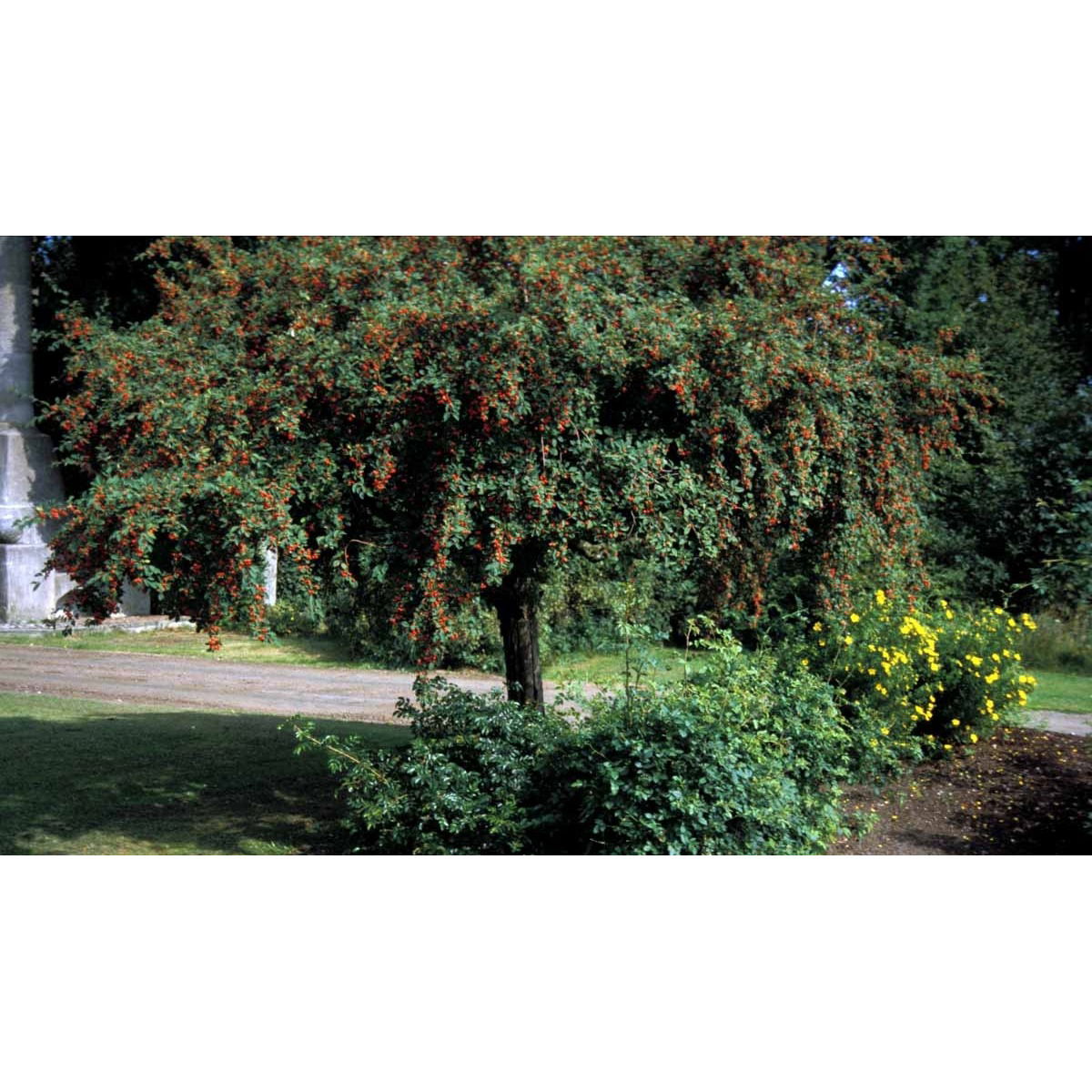 Dværgmispel multiflorus