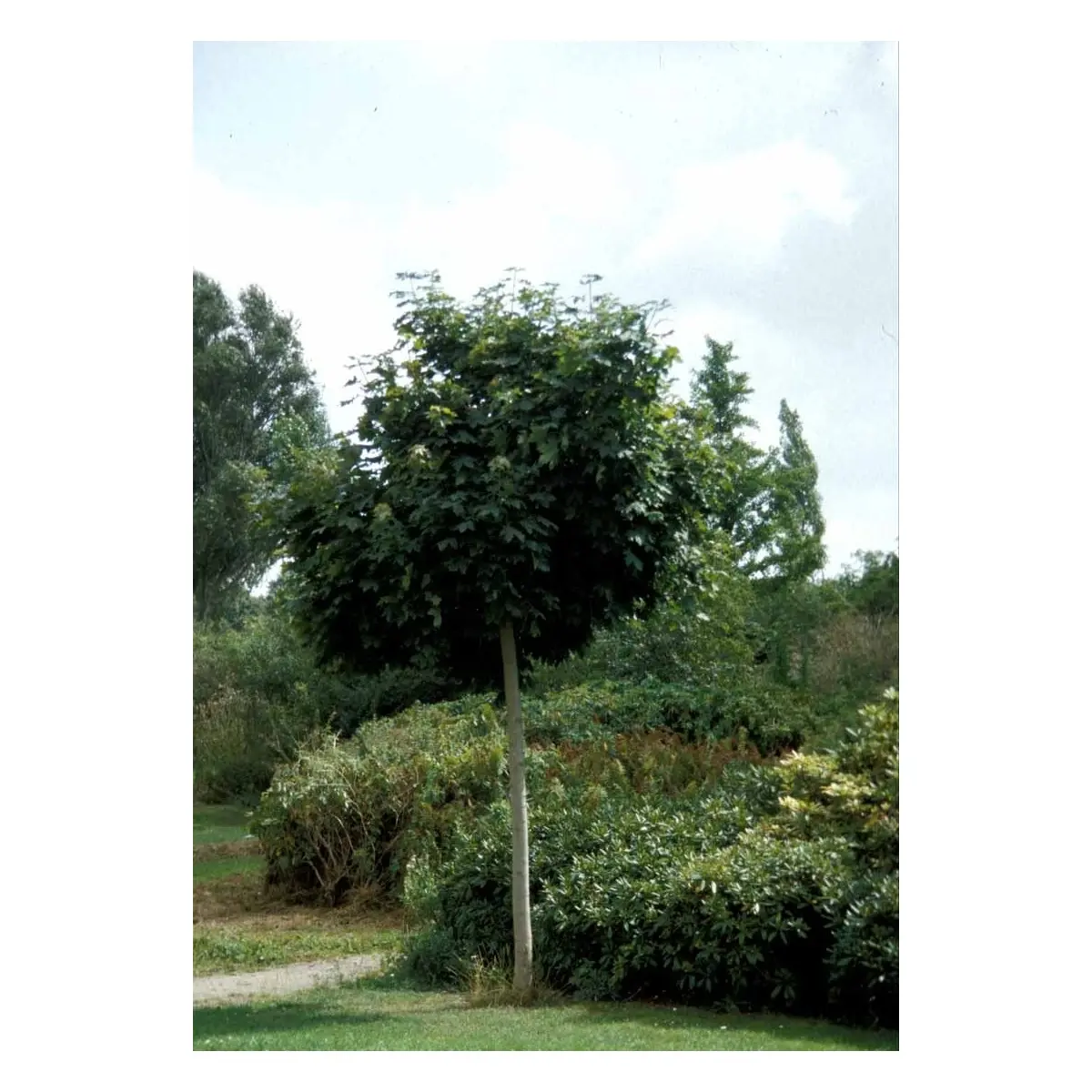 Kugleløn / Kugleahorn