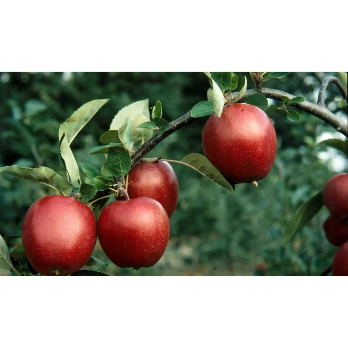 Æble &#39;Summerred&#39; - Havefrugttræ - A-kvalitet 4-8 grene. 120-160 cm. Potte, (M7)