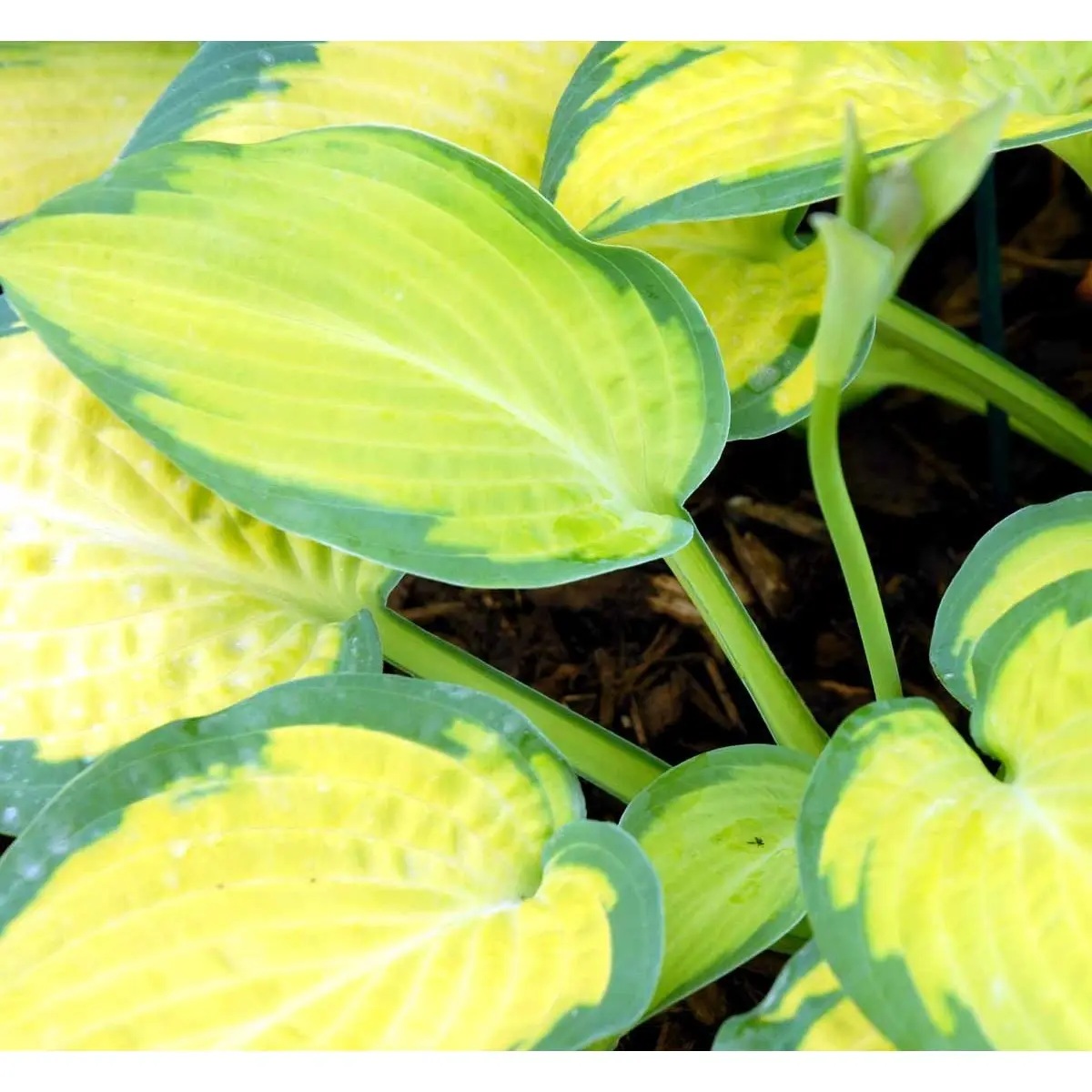 Funkia 'Pauls Glory' - Potte 1 liter