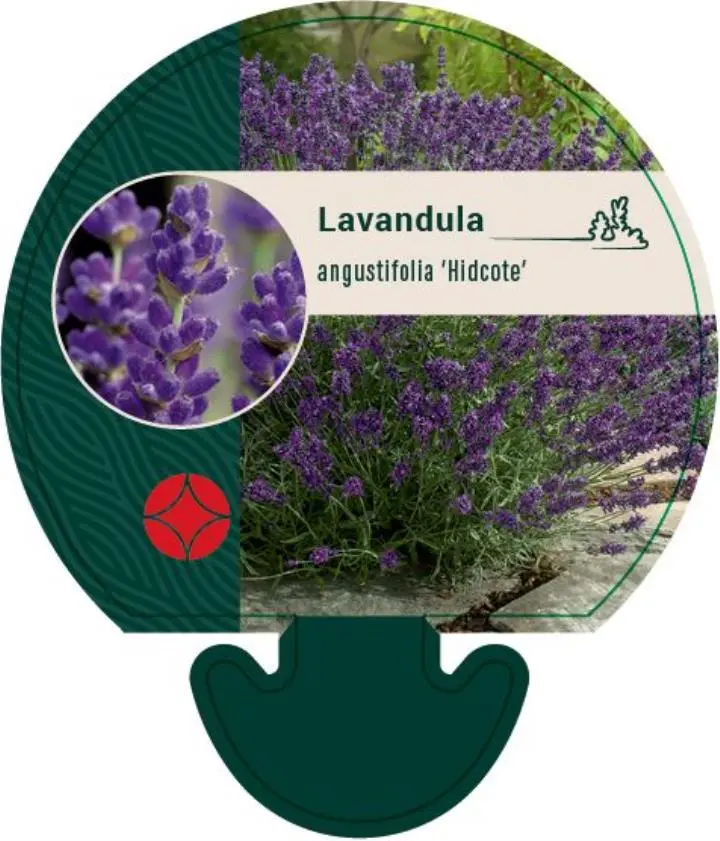 Lavendel 'Hidcote Blue' - Potte 0,8 Liter
