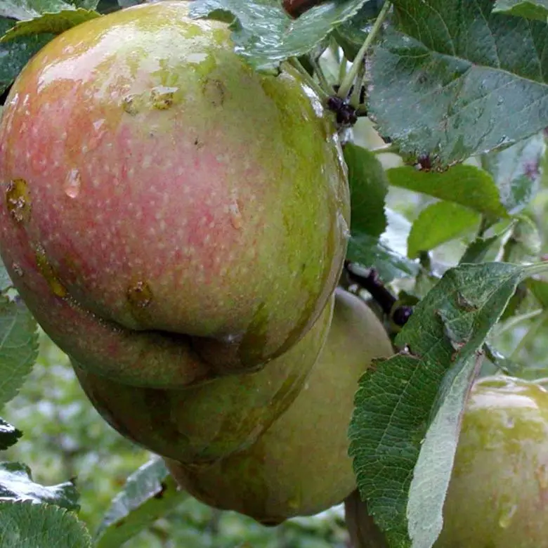 Æble &#39;Belle Boskoop&#39; - Havefrugttræ - A-kvalitet 4-8 grene. 120-160 cm. Potte, (M7)