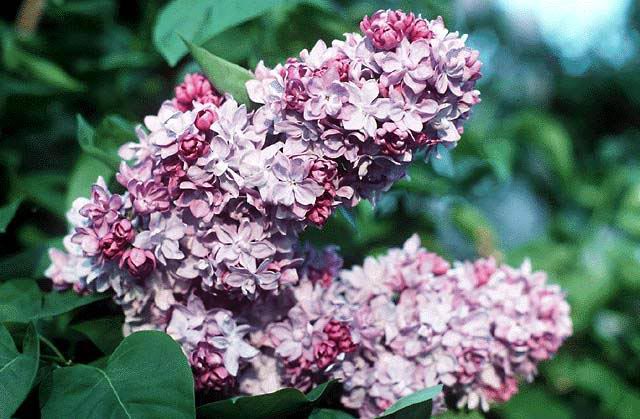 Syringa vulgaris Katherine Havemeyer, Syren Katherine Havemeyer, Opretvoksende stivgrenet busk. 3-4 m høj og bred Purpurrosa fyldte duftende blomster i store toppe Sol - halvskygge Alm. havejord Velegnet som solitær, i grupper og busketter