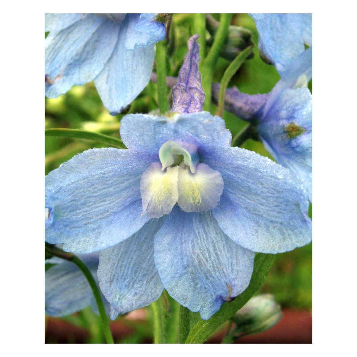 Ridderspore 'Cliveden Beauty' - Potte 1 liter