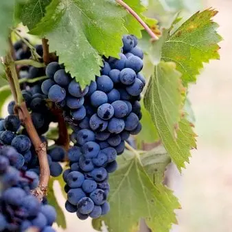 Spisedrue &#39;Opalina&#39; - Potte 3,0 liter