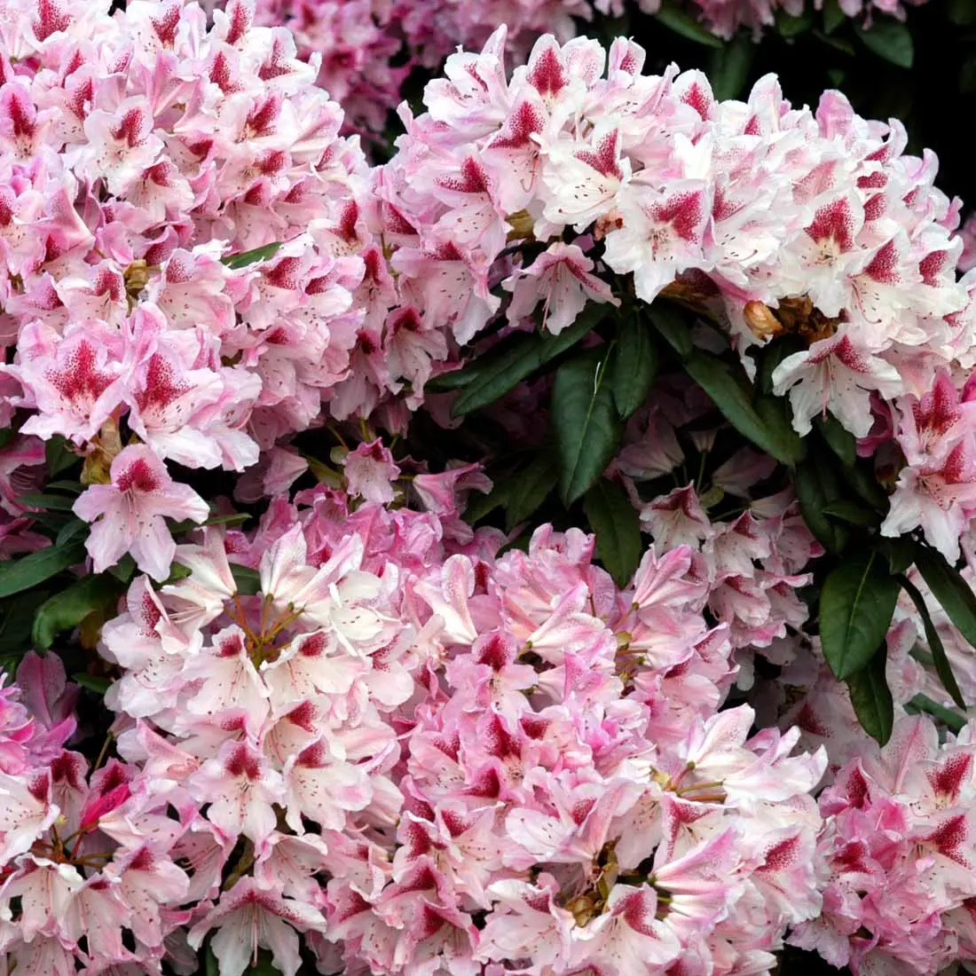 Rhododendron Cosmopolitan