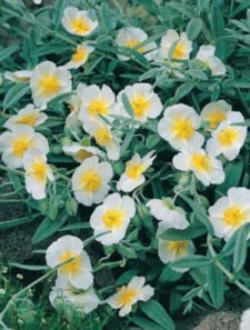 Helianthemum hybrid The Bride, Soløje The Bride, Populærnavn:&amp;#160; Soløje Placering:&amp;#160; Elsker sol - i tør eller alm. havejord. Blomstring:&amp;#160; Maj-juli Farve:&amp;#160; hvid Højde:&amp;#160; 20 cm Anvendelse:&amp;#160; På stendiger og i