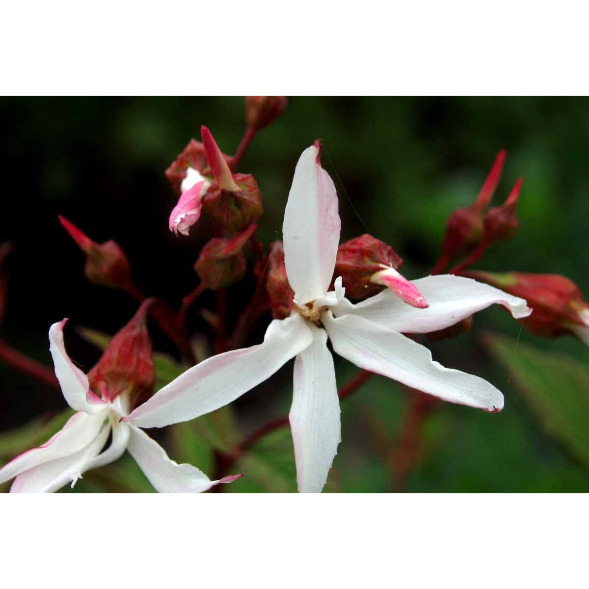 Sommerfugleblomst - Potte 1 liter