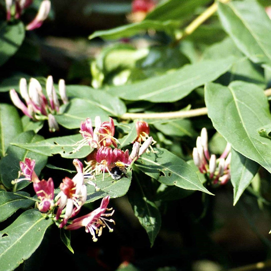Stedsegrøn Kaprifolie