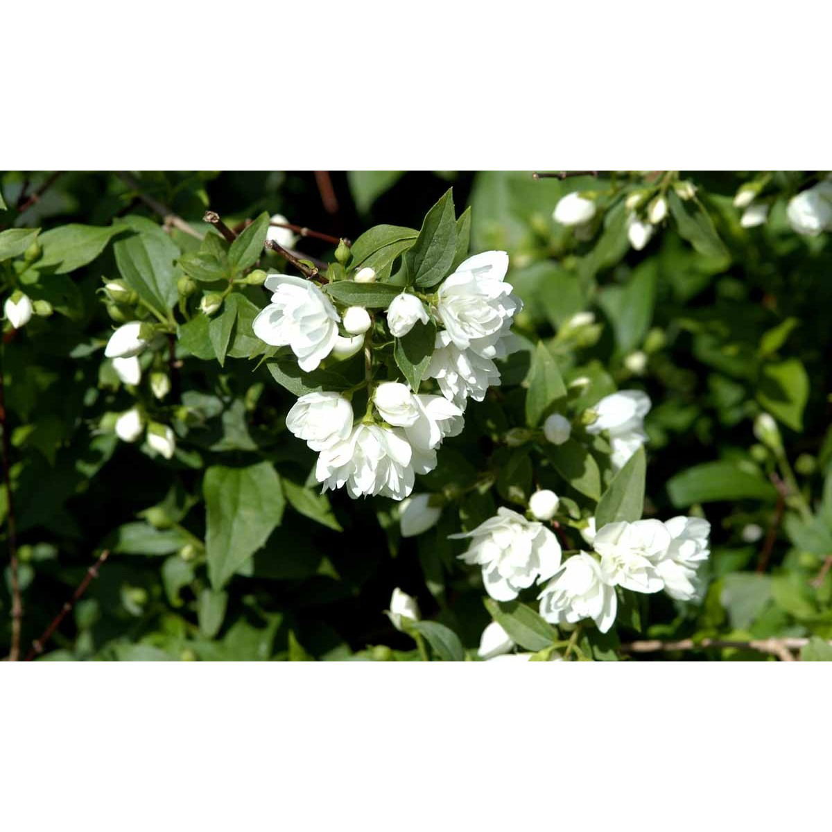 Uægte Jasmin &apos;Manteau d&apos;Hermine&apos;