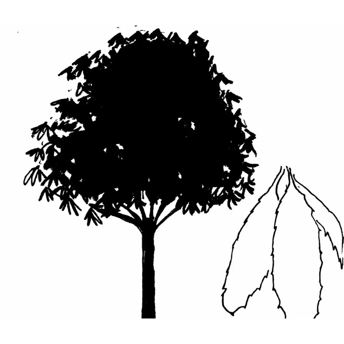 Ægte kastanje - Potte 10 liter 100-125 cm.