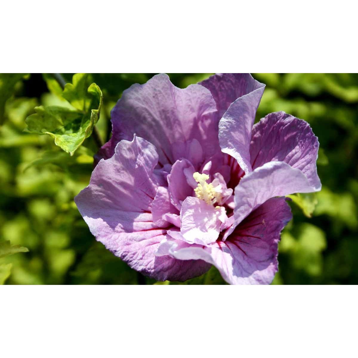 Syrisk Rose &apos;Lavender Chiffon&apos; (R)