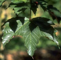 Acer pseudoplatanus Spaethii, Ahorn / Ær Spaethii,