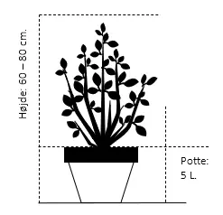Portugisisk kirsebærlaurbær