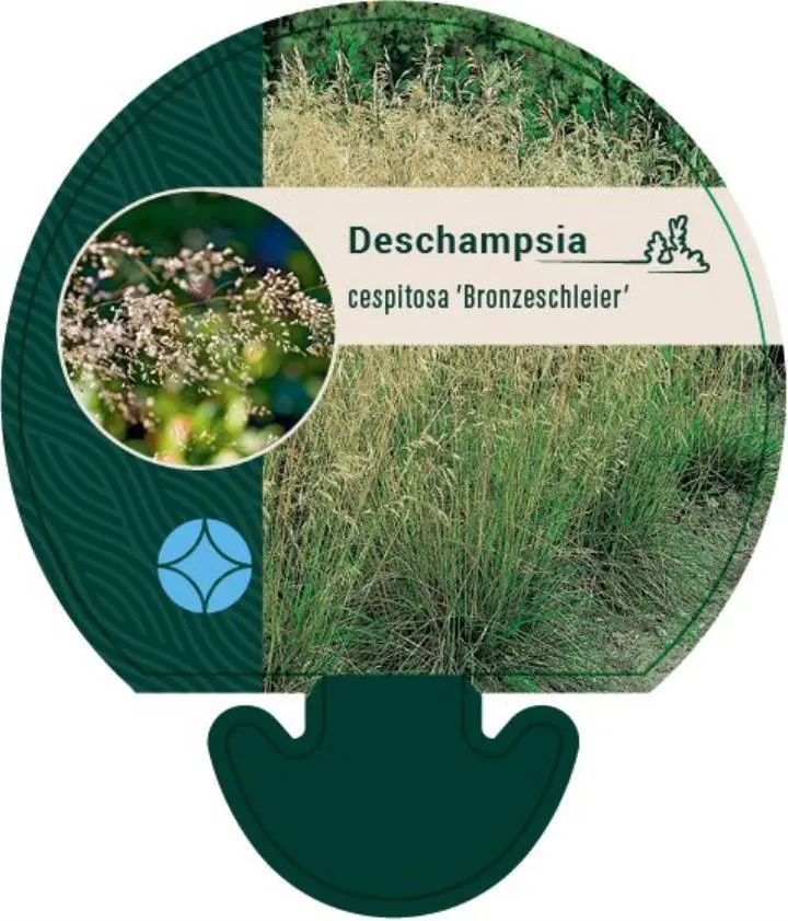 Mosebunke 'Bronzeschleier' - Potte 0,8 Liter