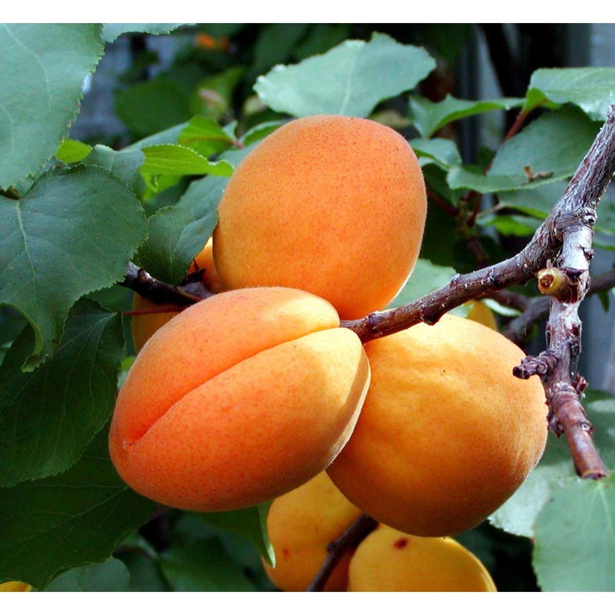 ABRIKOS &#39;HARCOT&#39; - Havefrugttræ Potte 7,5 liter 150-175 cm