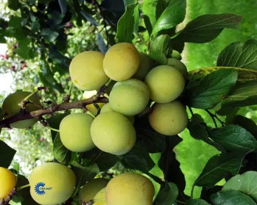 Blomme &#39;Quillins Reine Claude&#39; - Havefrugttræ Potte 7,5 liter 150-175 cm