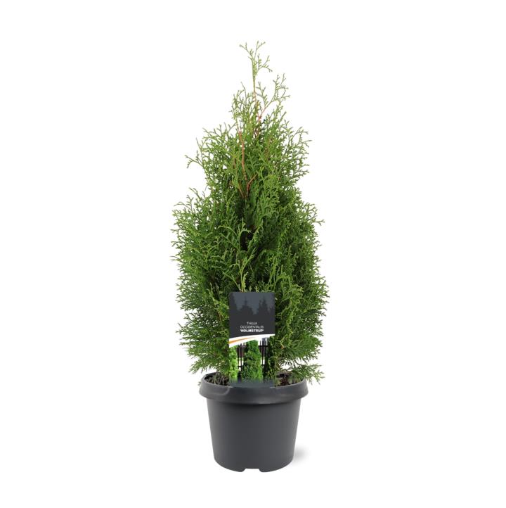 Almindelig Thuja 'Holmstrup'