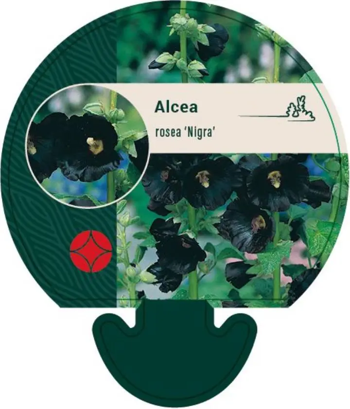 Stokrose 'Nigra' - Potte 0,8 Liter