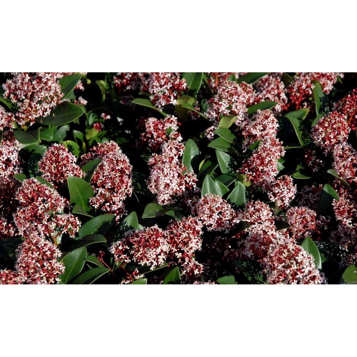 Skimmia japonica &apos;Rubella&apos;