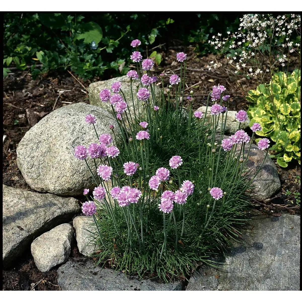Engelsk græs 'Rosea Compacta' - 10 cm. Potte