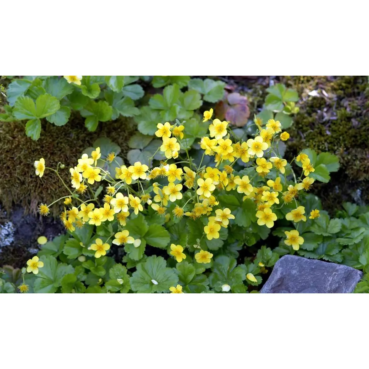 Guldjordbær - 10 cm. Potte