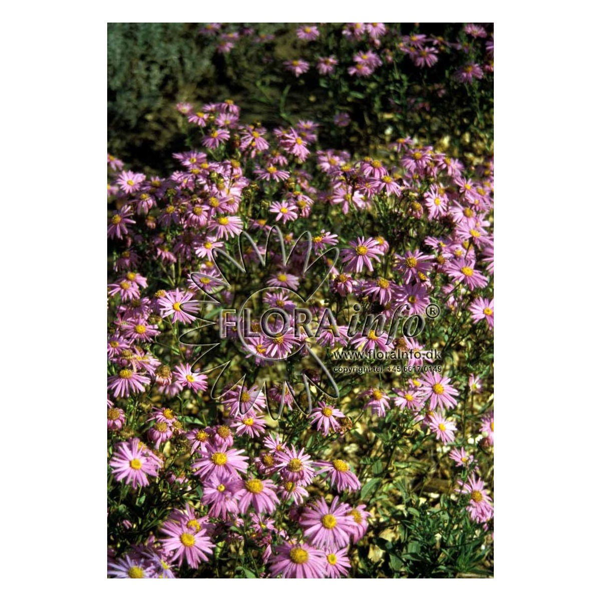 Aster amellus Sonia, Amellusasters Sonia, Lyskrav: sol Farve: lys rosa Højde: 60 cm. Blomstringsmåned: 8-10 Antal pr. m2.: 6