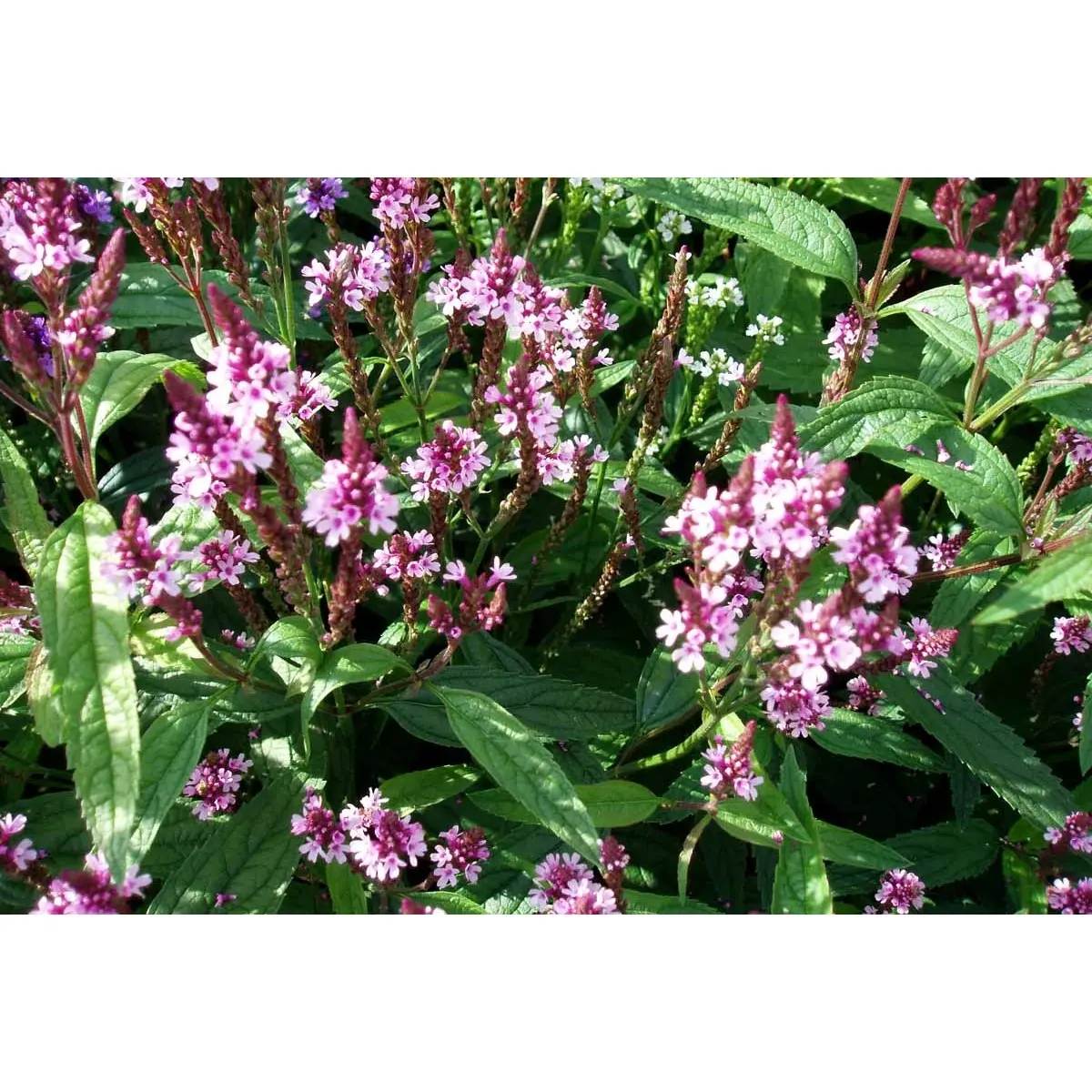 Spyd-Jernurt 'Pink Spires' - Potte 1 liter
