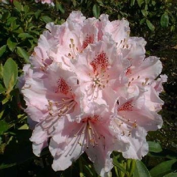 R. hybrid Albert Schweitzer, Albert Schweitzer, Stor lys rosa blomst med dekorativ rød plet fra slutningen af maj. Der er ca 13 blomster i standen. Kraftig opret vækst med store friskgrønne blade. Efter 10 år ca. 170 cm høj og bred. Plantes på beskyttet s