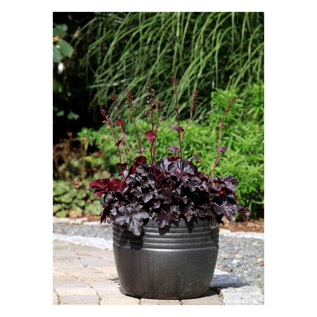 Alunrod 'Obsidian' - Potte 0,8 Liter