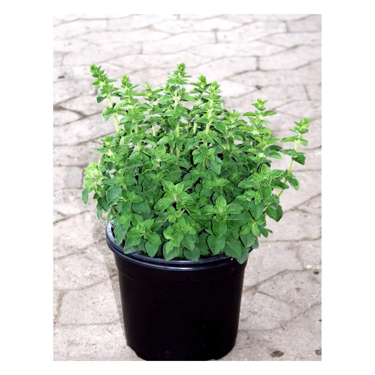 Oregano 'Hot and Spicy' - Potte 1 liter