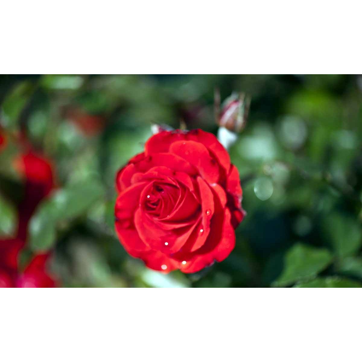 &apos;Montana&apos;®