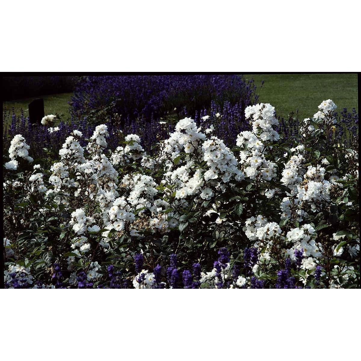 &apos;Tumbling Waters&apos;™