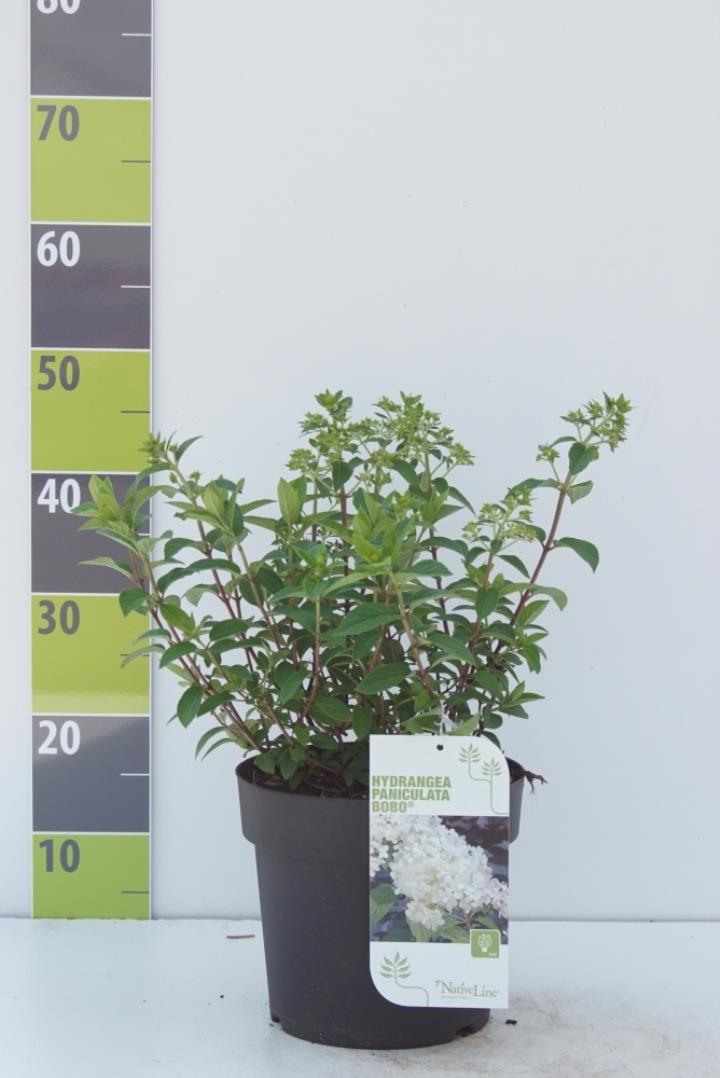 Kompakt Syrén-Hortensia 'Bobo'