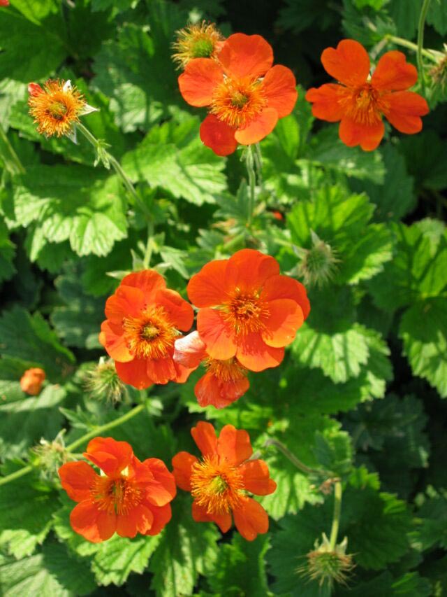 Geum heldreichii Nordek, Nellikerod, 40 cm. rigtblomstrende med orangerød blomster, vintergrøn, snitblomst maj - juni sol halvskygge bunddække - gruppe, fx gerne let fugtig jord, 9/m2