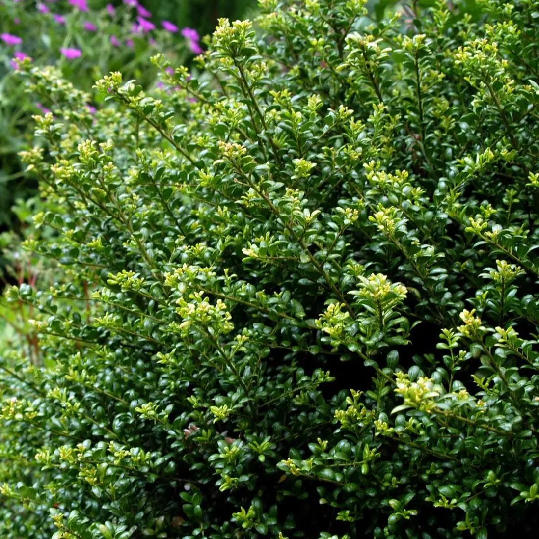 Dværgkristtorn 'Convexa'