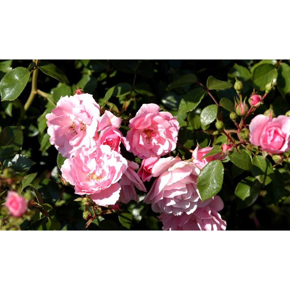 &apos;Bonica 82&apos;