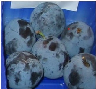 Blomme &#39;Tophit&#39; - Havefrugttræ - A-kvalitet 4-8 grene, 130-170 cm. Potte 10 liter. (S.J.A.)