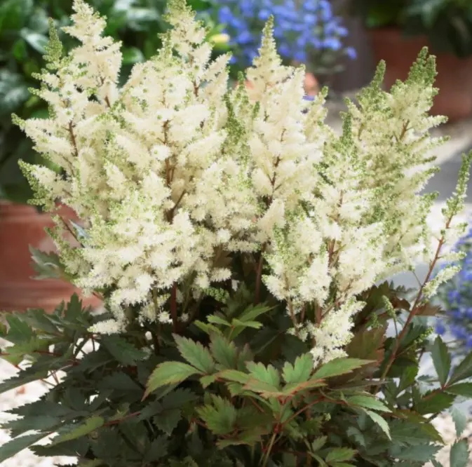 Astilbe 'Younique White' - Potte 1 liter