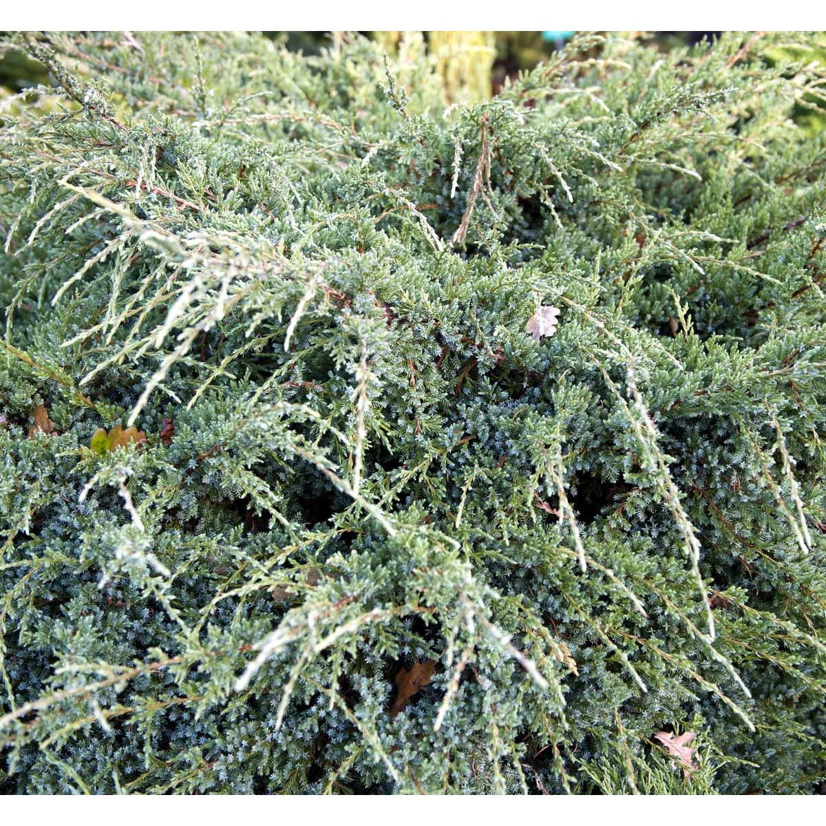 Blå Enebær &apos;Holger&apos;