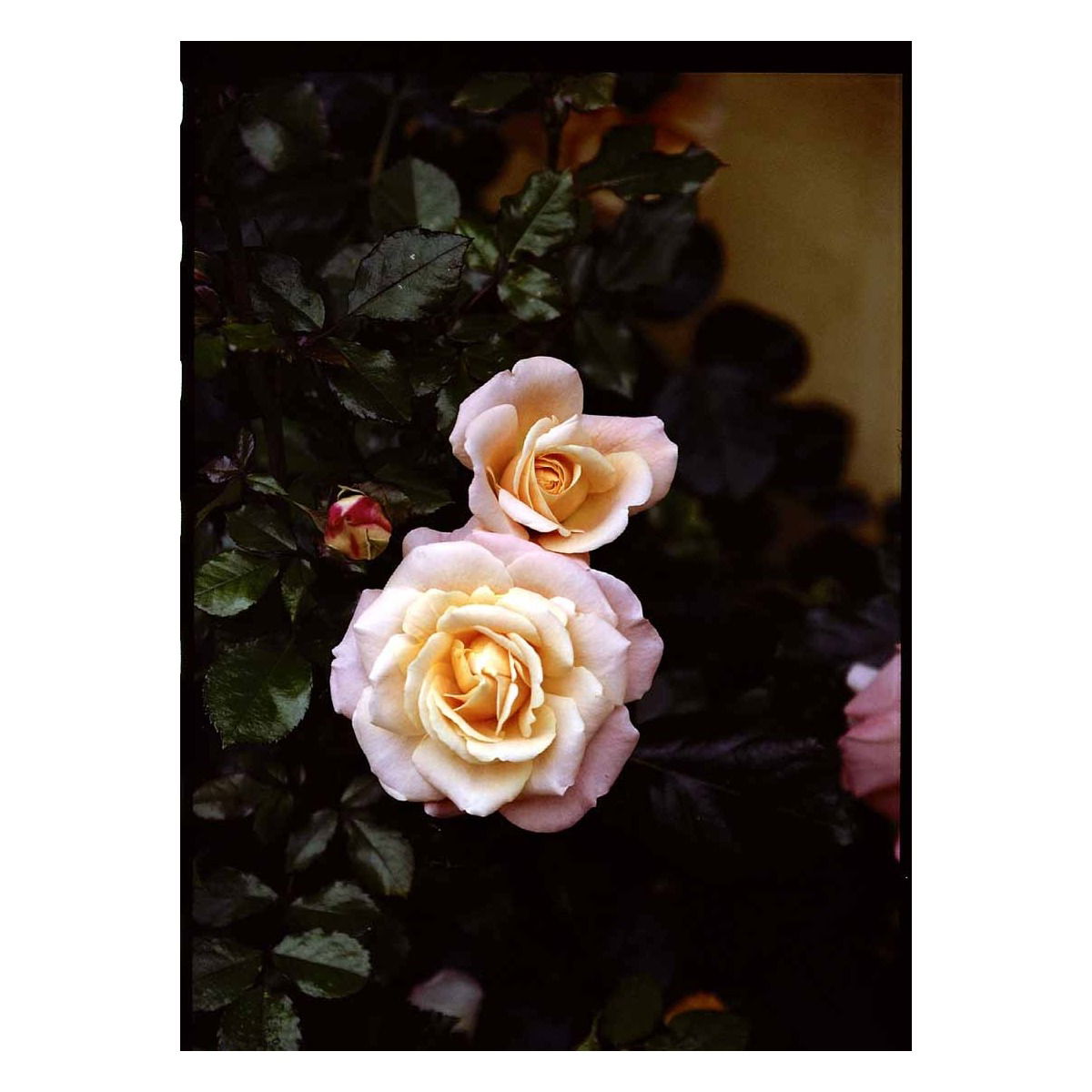 &apos;Kalmar&apos;™