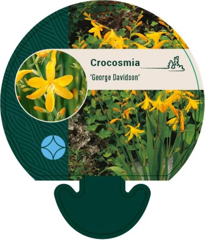 Montbretia 'Georg Davidson' - Potte 0,8 Liter