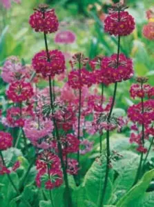 Primula beesiana, Etageprimula, Populærnavn:&amp;#160; Rød Etageprimula Placering:&amp;#160; Halvskygge - i humusrig, leret jord. Blomstring:&amp;#160; Juni-juli Farve:&amp;#160; lillarød Højde:&amp;#160; 50 cm Anvendelse:&amp;#160; I surbundsbedet - unde