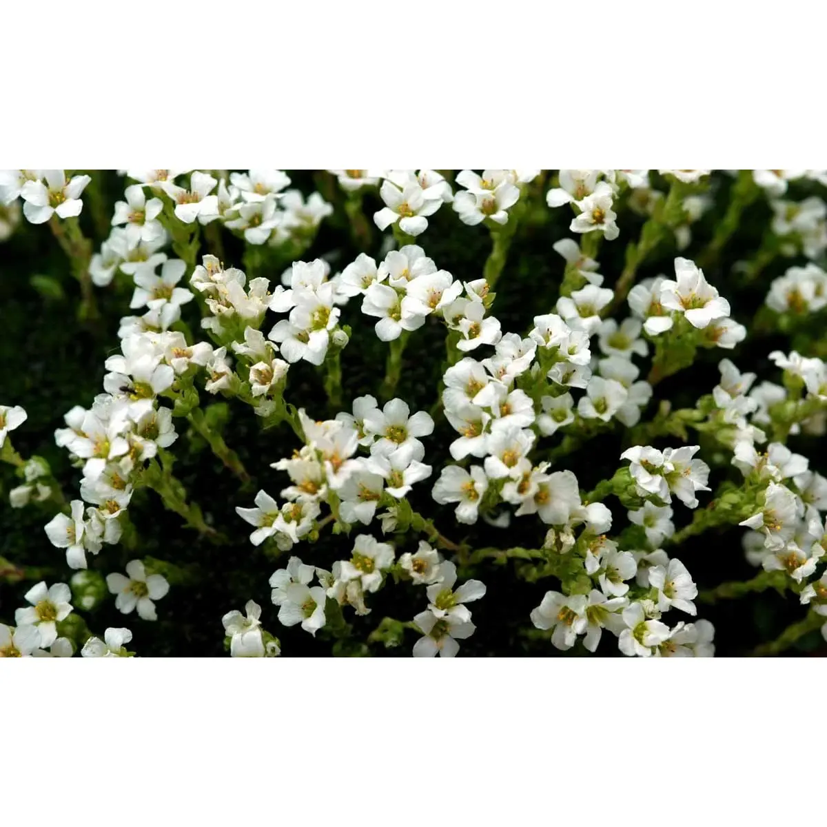 Nåle-Stenbræk 'Alba' - 10 cm. Potte