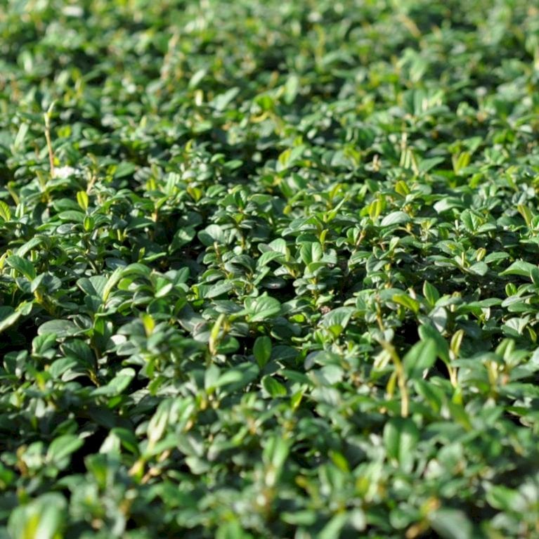 Dværgmispel Rami bunddække